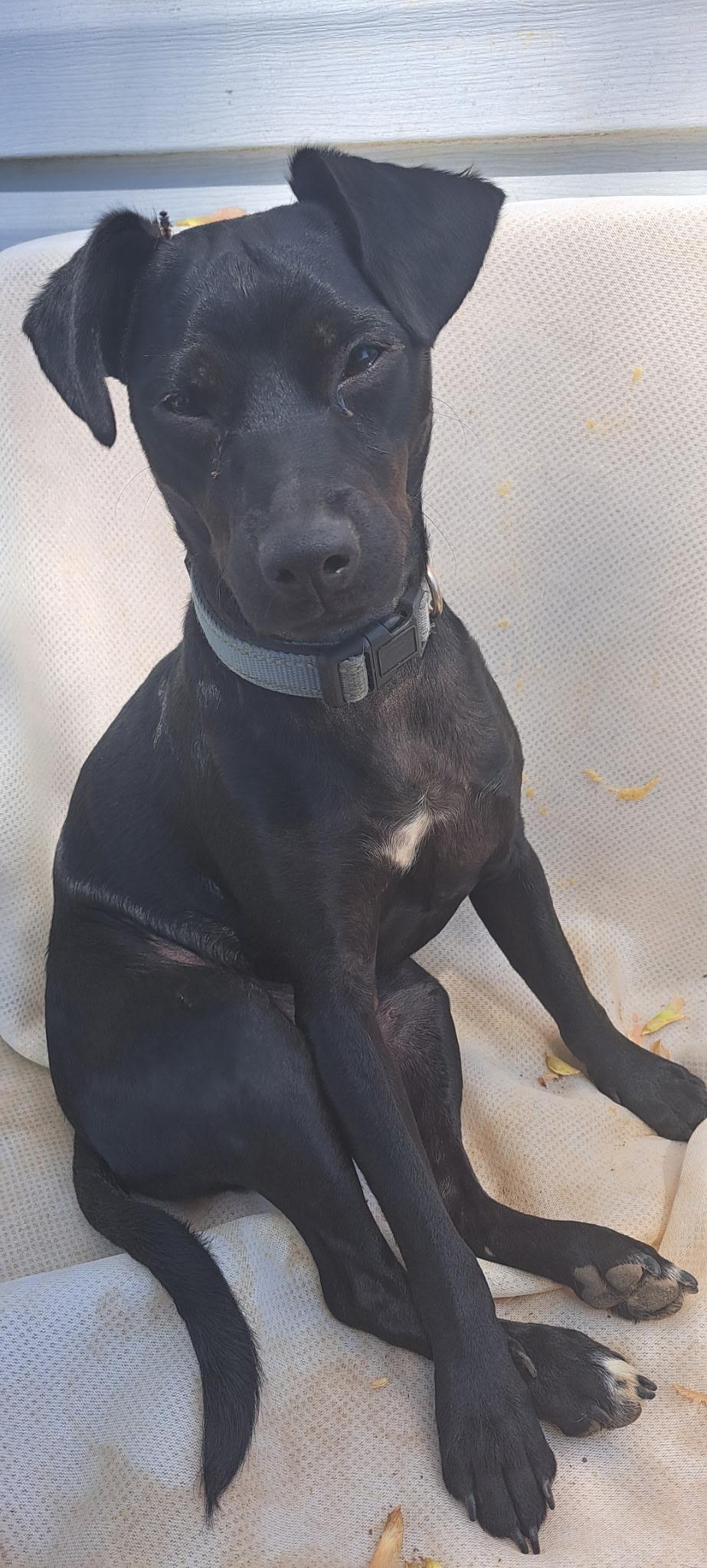 Enlarge Rocket, a Adopted mixed breed in AUDUBON, NJ image 1/2