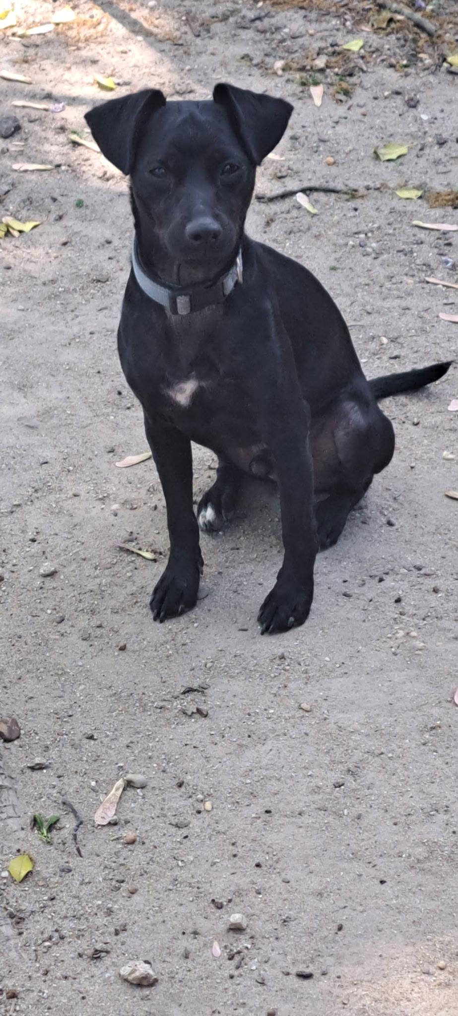 Enlarge Rocket, a Adopted mixed breed in AUDUBON, NJ image 2/2