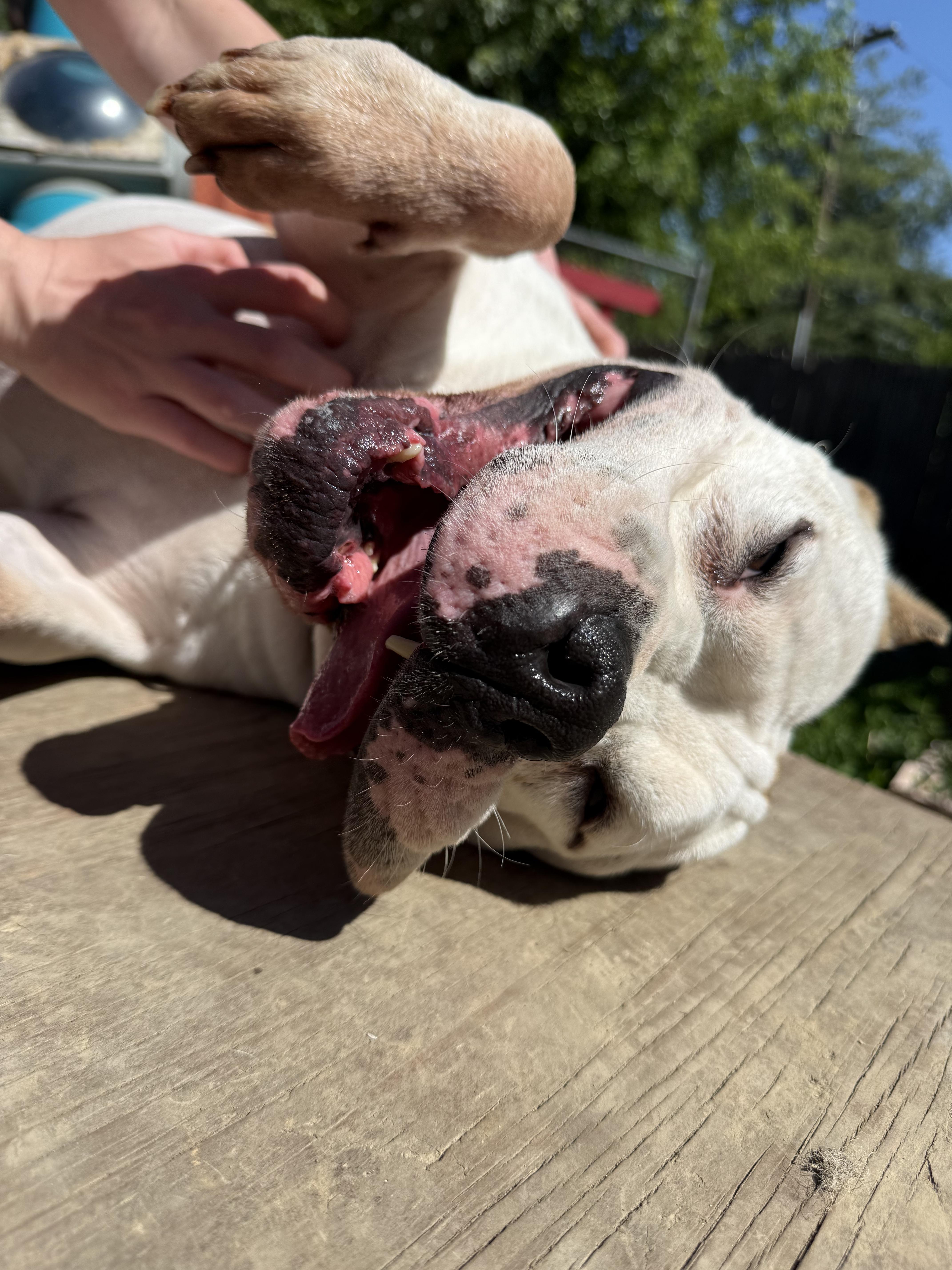 Rico , a ADOPTABLE American Bulldog in INDIANAPOLIS, IN image 3/6