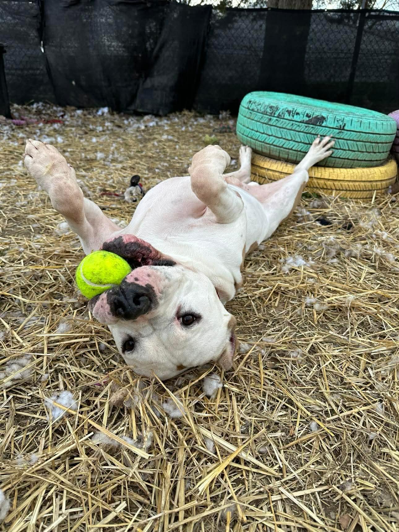 Rico , a ADOPTABLE American Bulldog in INDIANAPOLIS, IN image 4/6