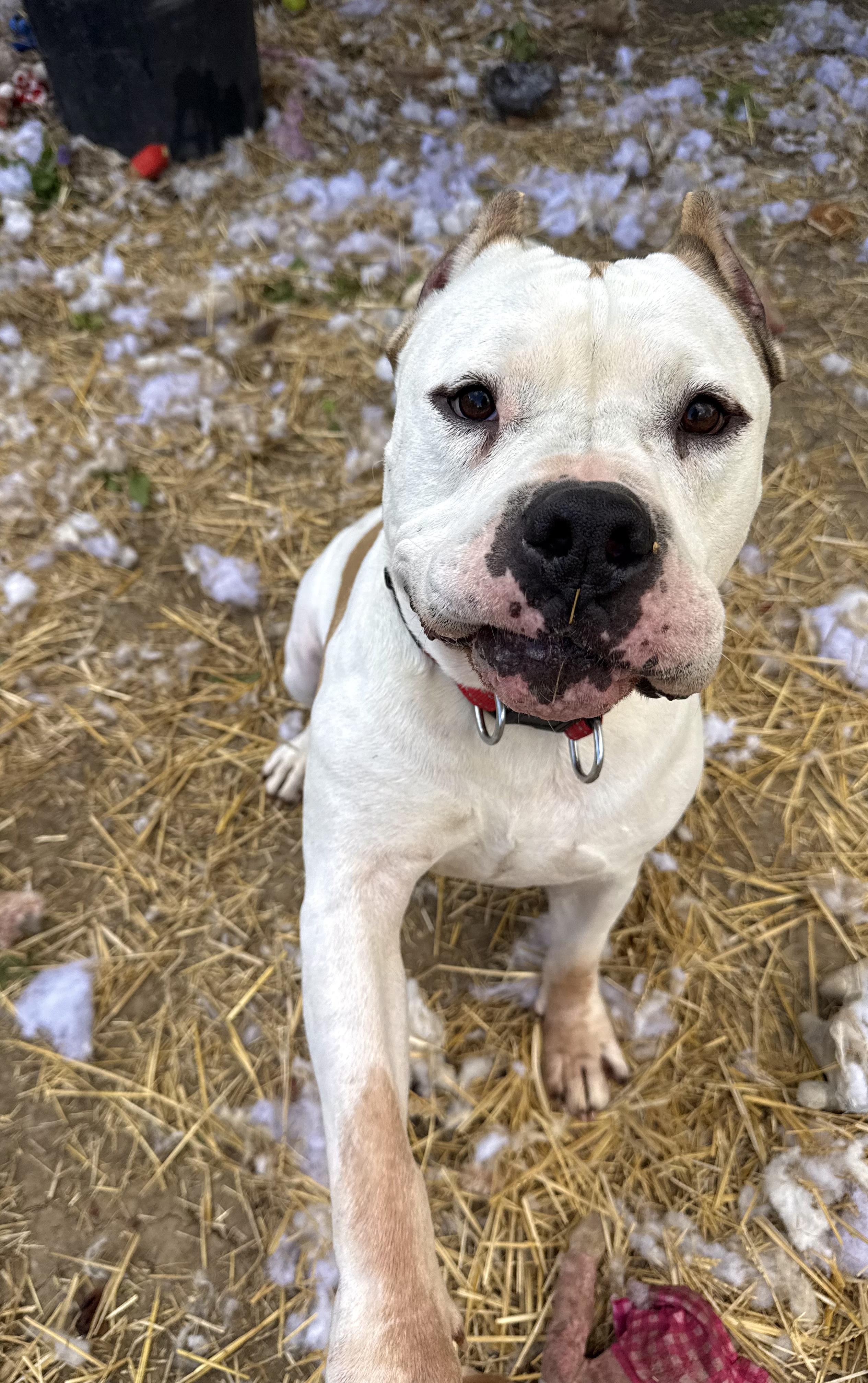 Rico , a ADOPTABLE American Bulldog in INDIANAPOLIS, IN image 5/6