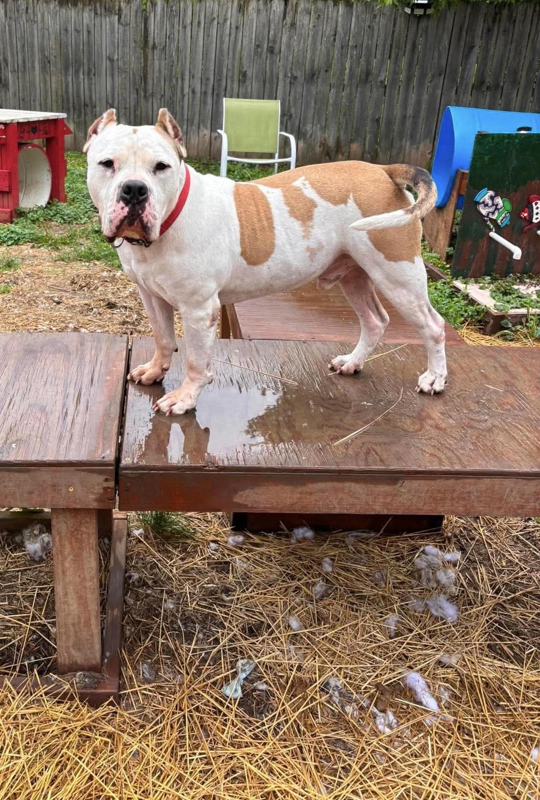 Rico , a ADOPTABLE American Bulldog in INDIANAPOLIS, IN image 2/6