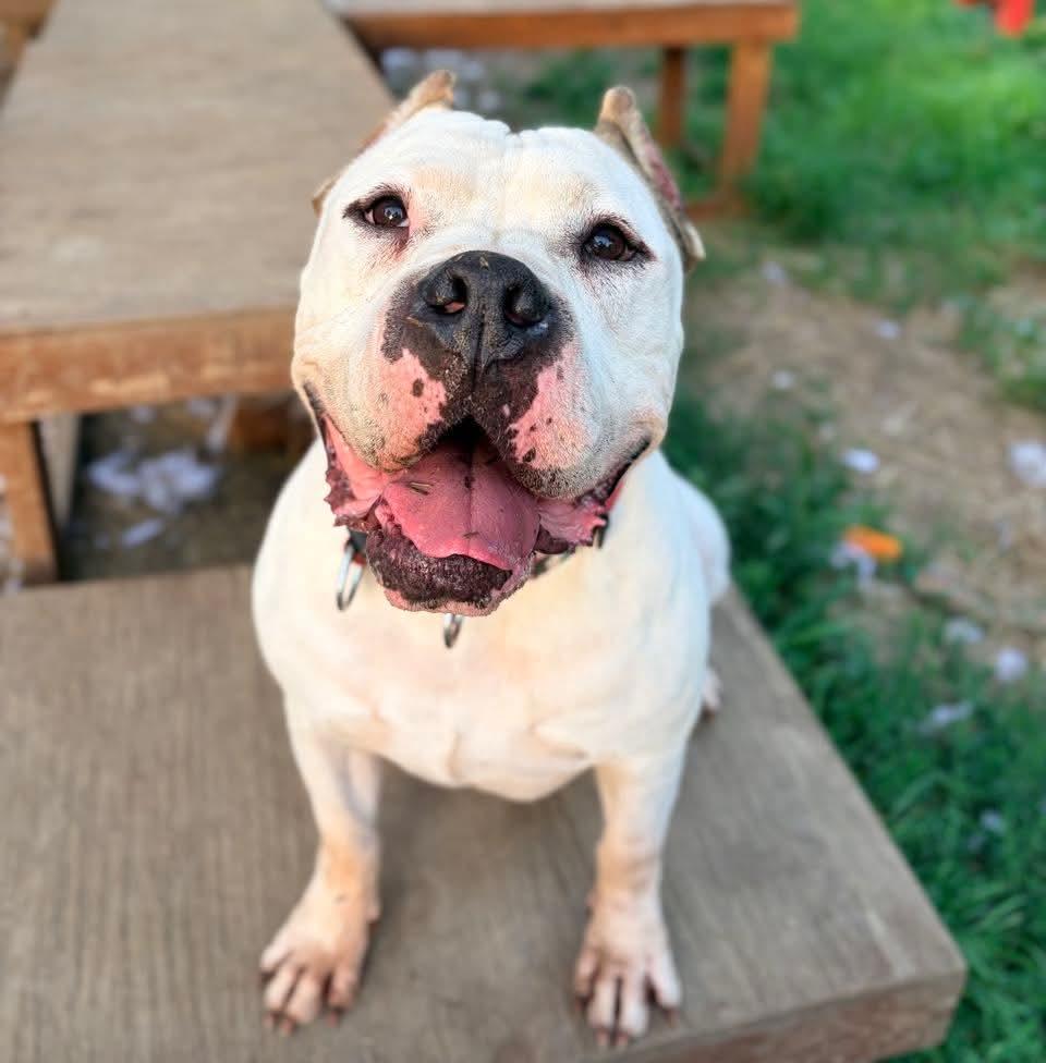 Rico , ADOPTABLE, Adult Male American Bulldog.