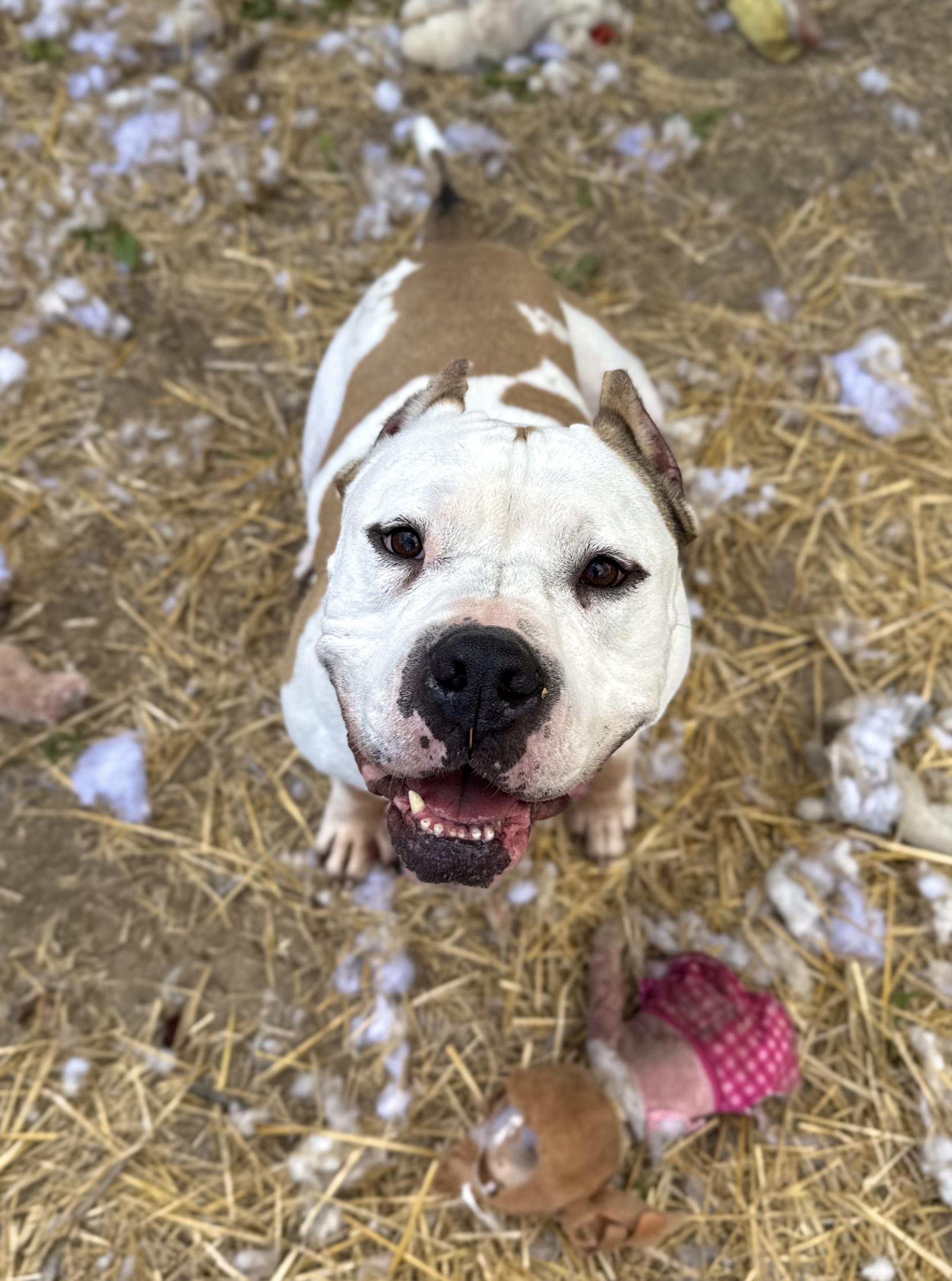 Rico , ADOPTABLE, Adult Male American Bulldog.