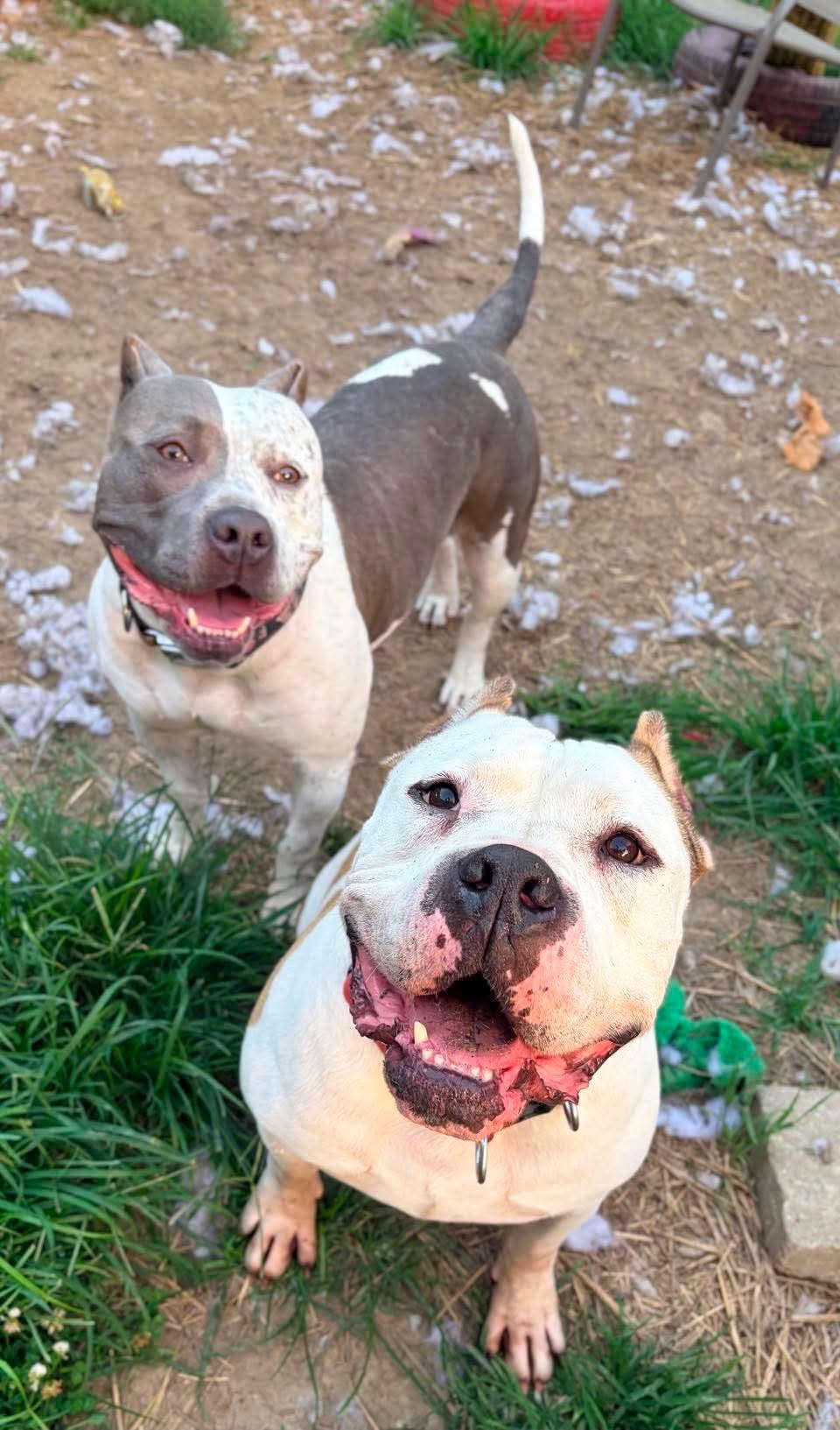 Enlarge Rico , a ADOPTABLE American Bulldog in INDIANAPOLIS, IN image 6/6
