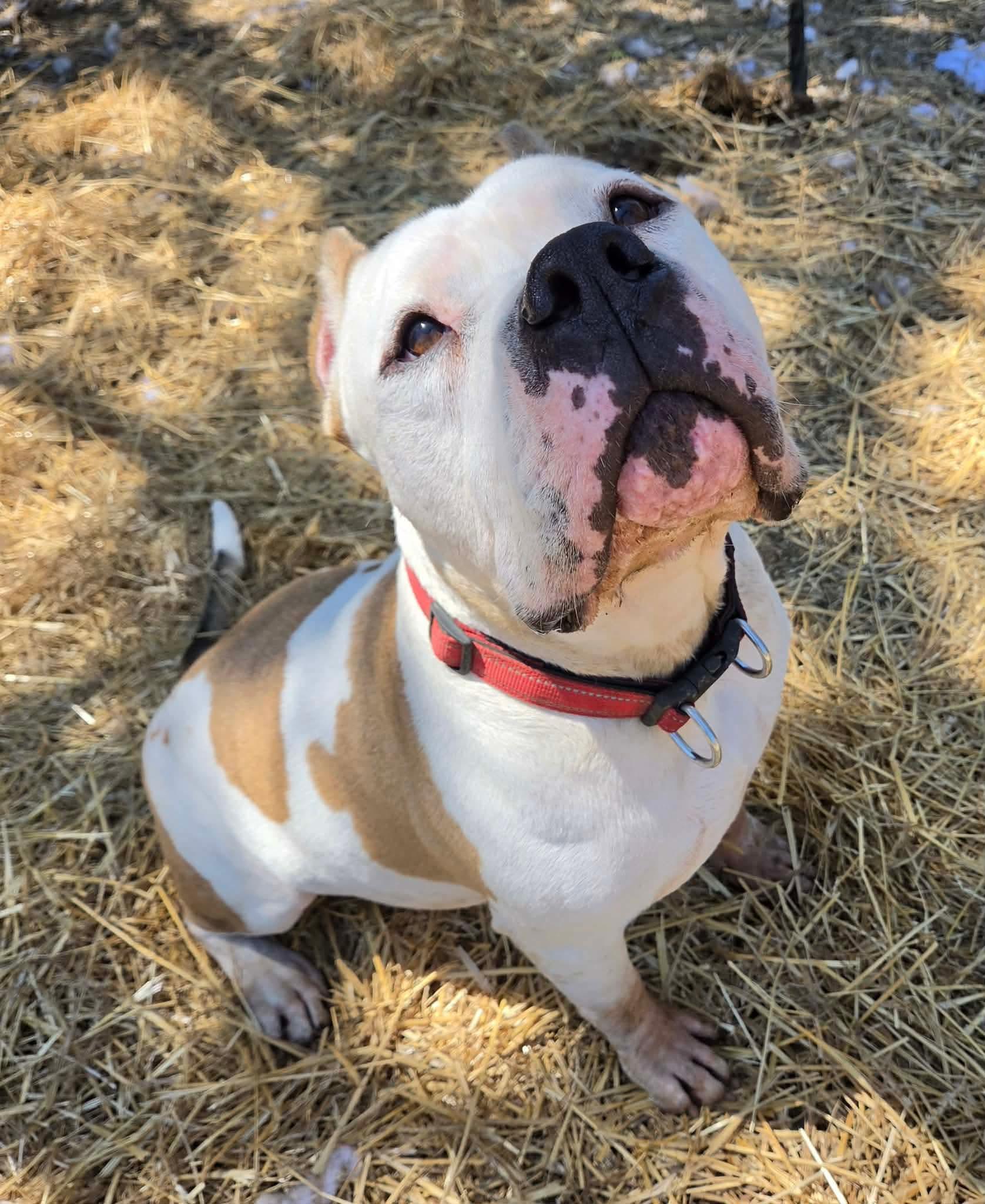 Rico , a ADOPTABLE American Bulldog in INDIANAPOLIS, IN image 6/6