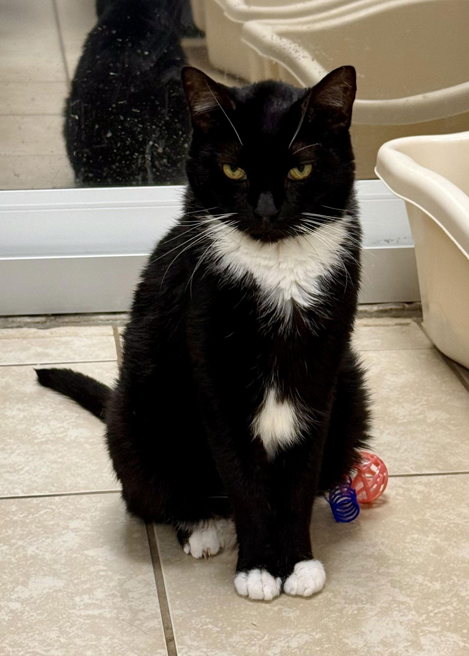 Hard Roll, Adoptable, Senior Male Domestic Short Hair.