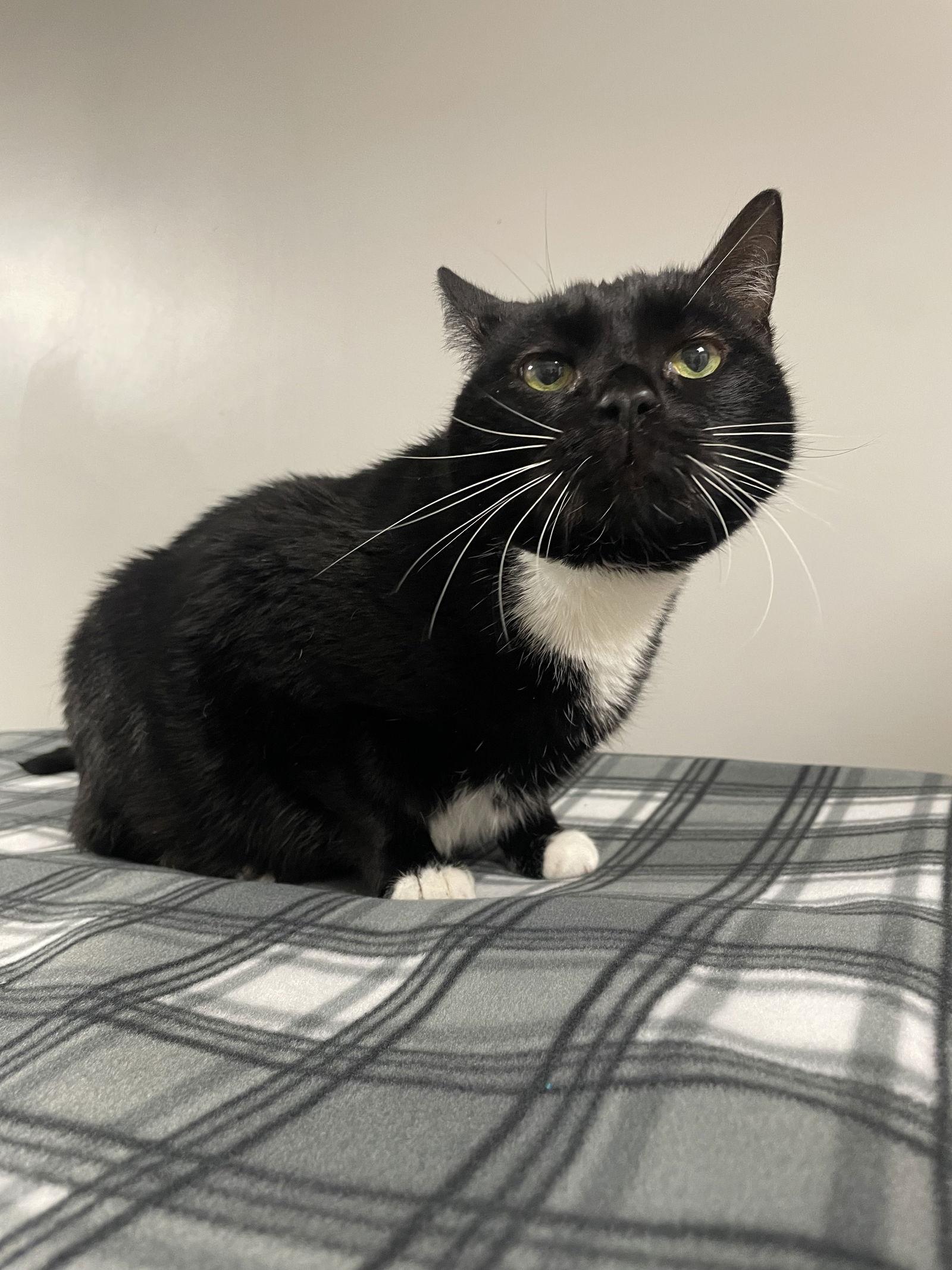 Enlarge Hard Roll, a Adoptable Domestic Short Hair in Satellite Beach, FL image 1/1