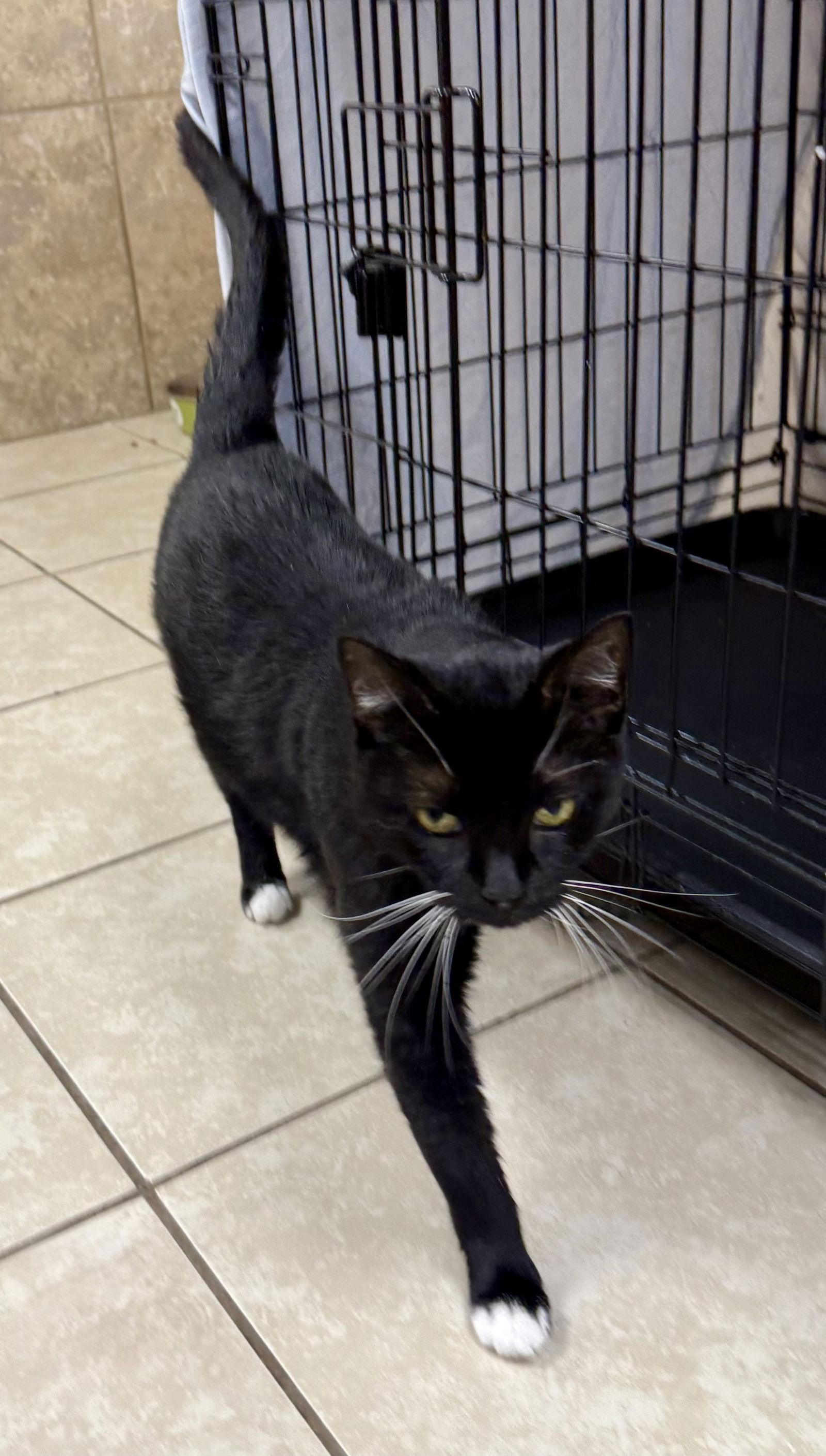 Enlarge Hard Roll, a Adoptable Domestic Short Hair in Satellite Beach, FL image 3/3