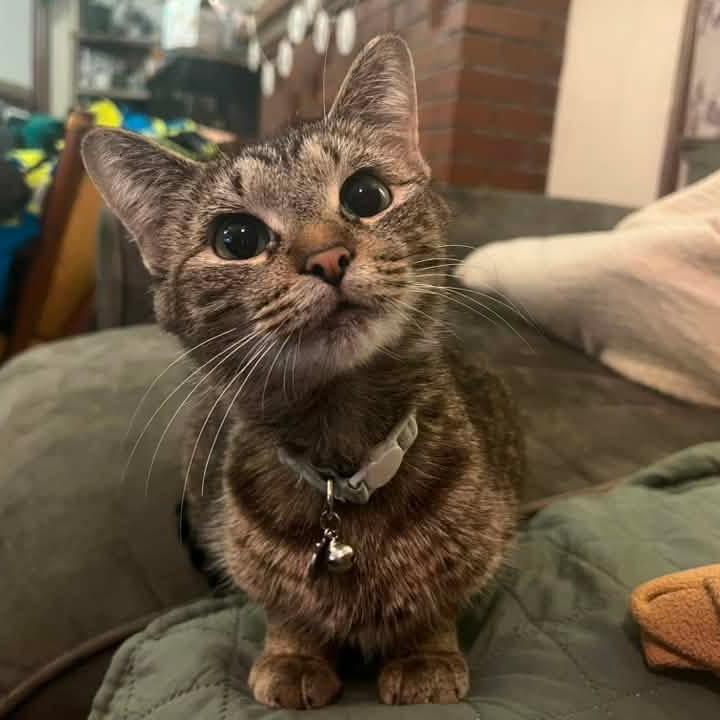 Enlarge Moira, a Adoptable Domestic Short Hair in Monroe, MI image 1/4