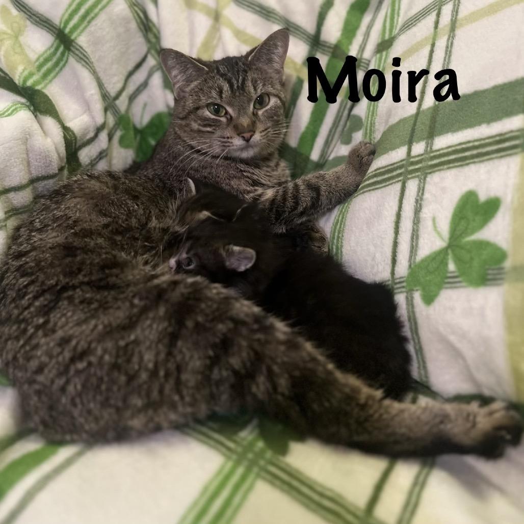 Enlarge Moira, a Adoptable Domestic Short Hair in Monroe, MI image 3/4