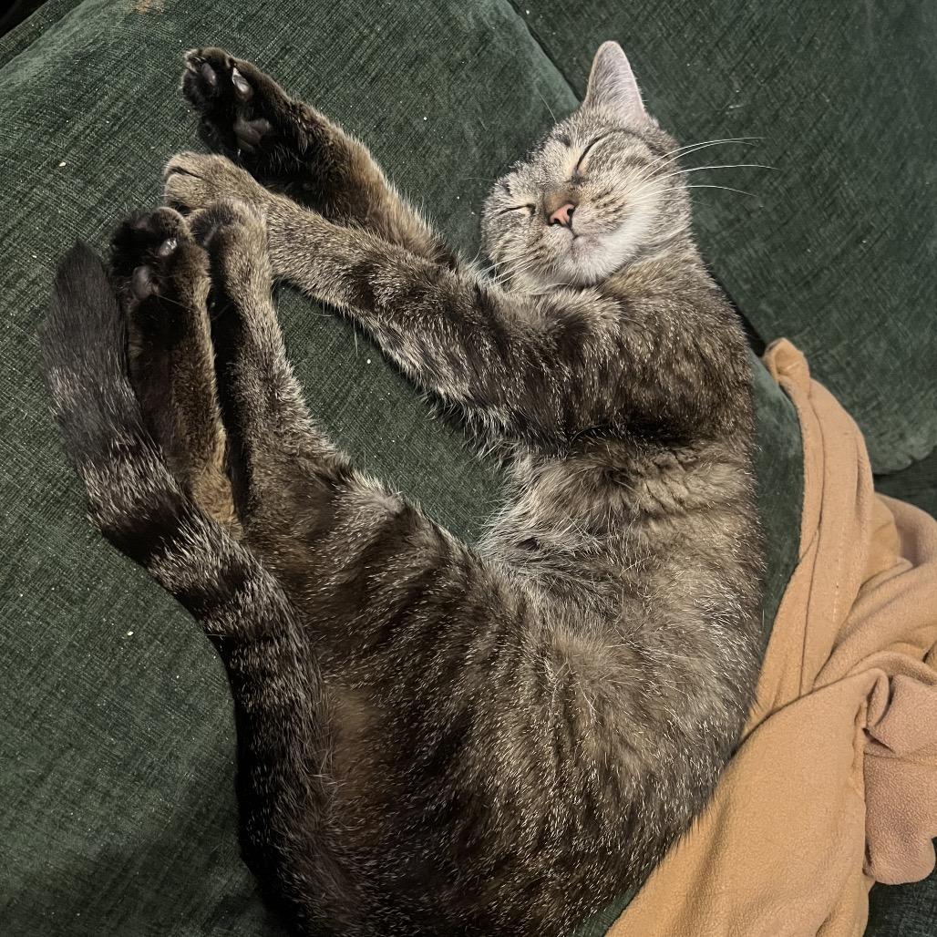 Enlarge Moira, a Adoptable Domestic Short Hair in Monroe, MI image 4/4