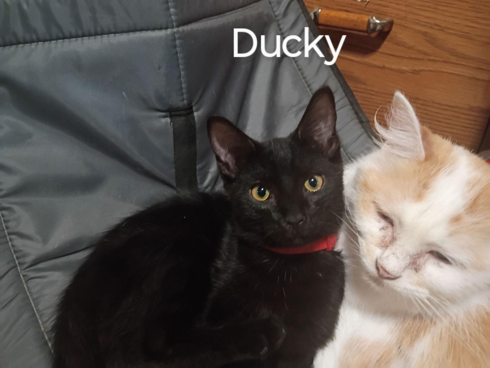 Ducky, Adoptable, Young Female Domestic Short Hair.