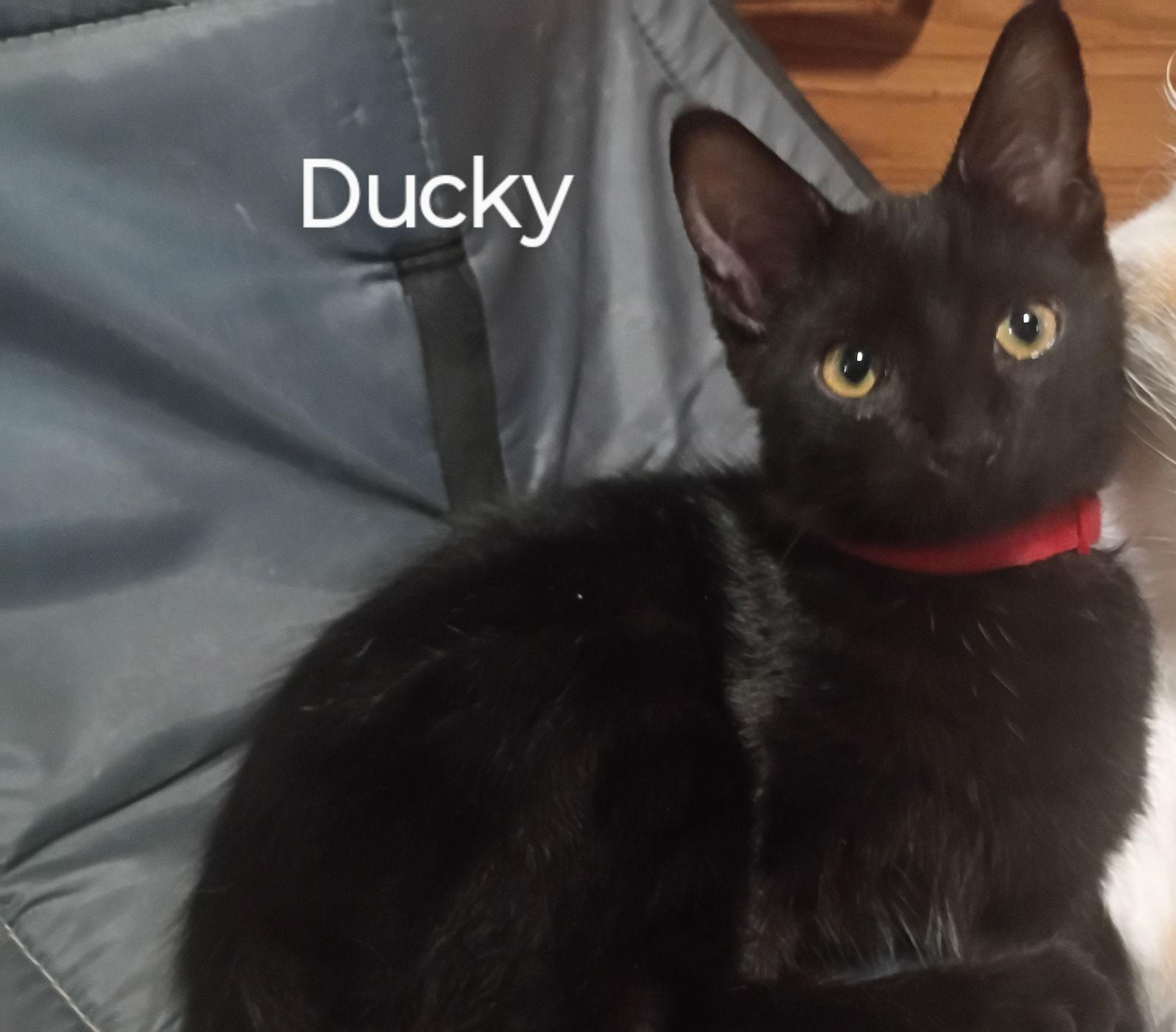 Enlarge Ducky, a Adoptable Domestic Short Hair in Niles, MI image 2/2