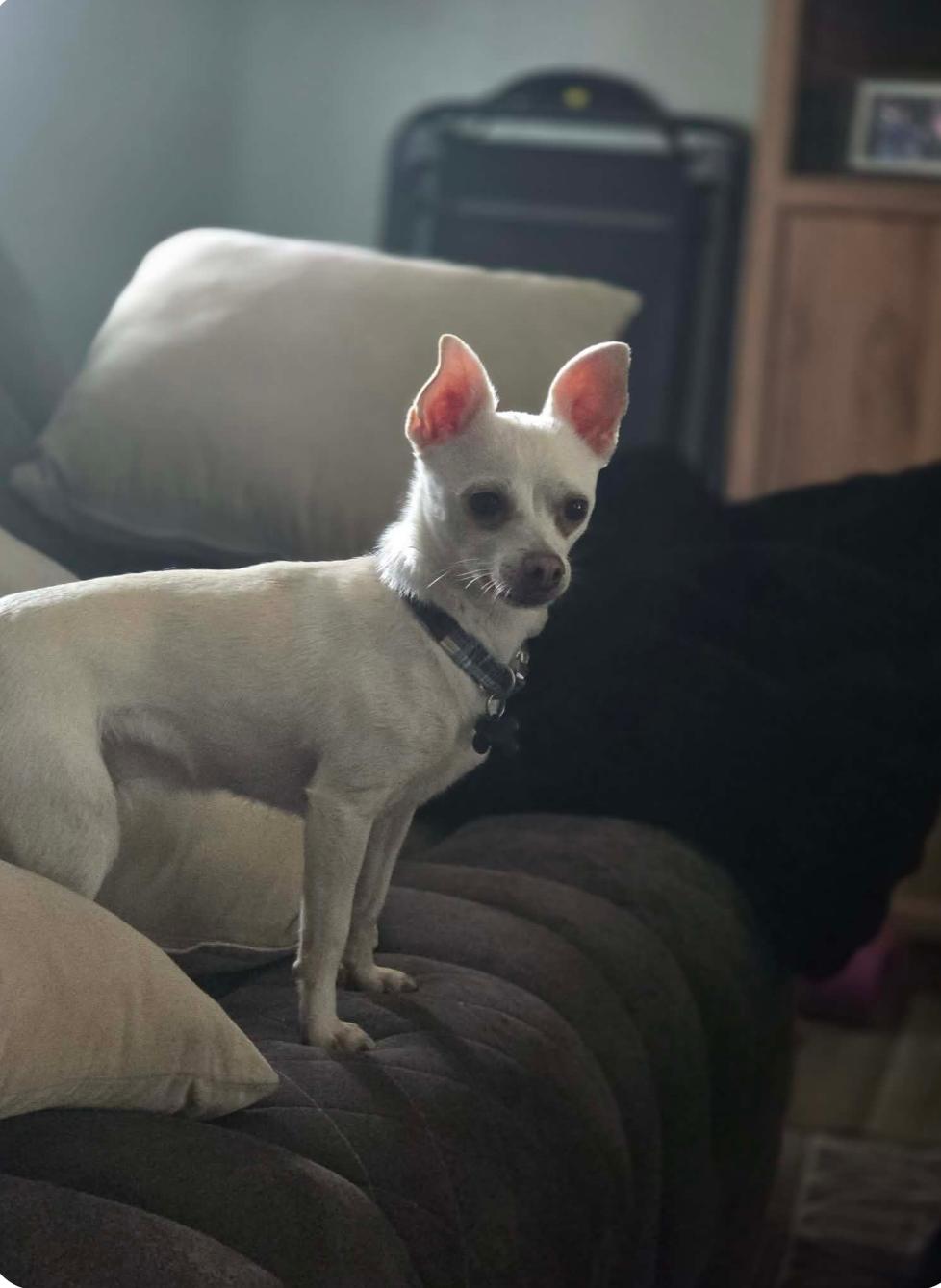 Bruiser, ADOPTABLE, Adult Male Chihuahua.