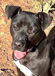 Alvin, Adoptable, Young Male Labrador Retriever & Pit Bull Terrier.