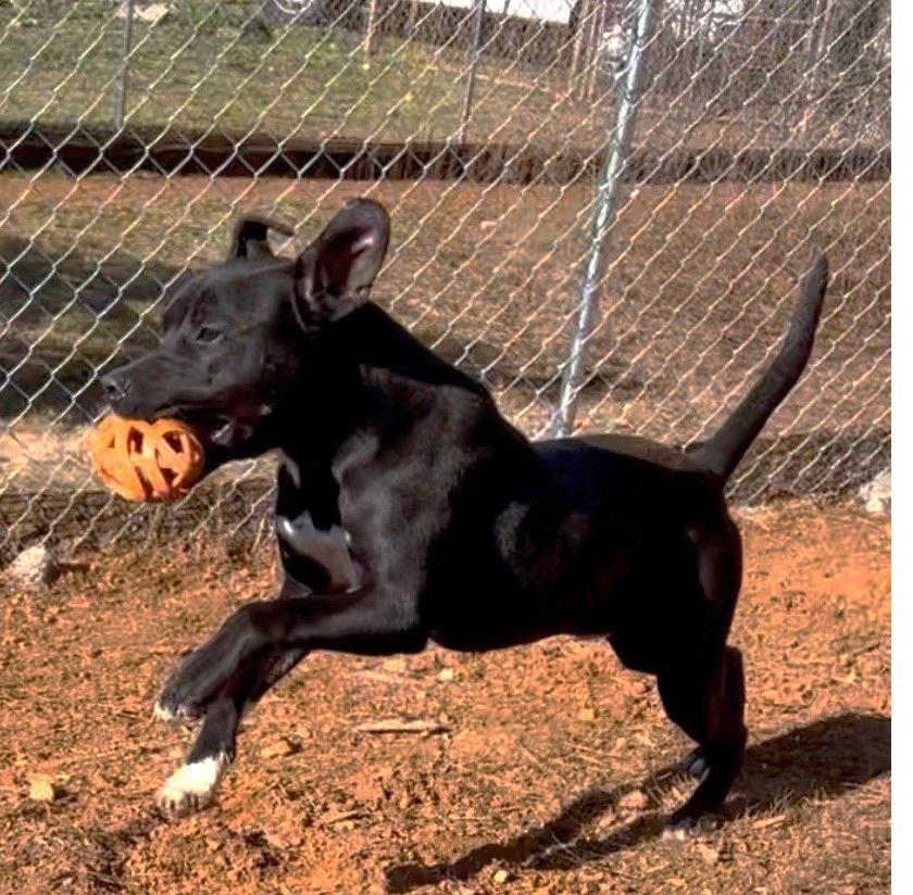 Alvin, a Adoptable mixed breed in Carrollton, GA image 4/6