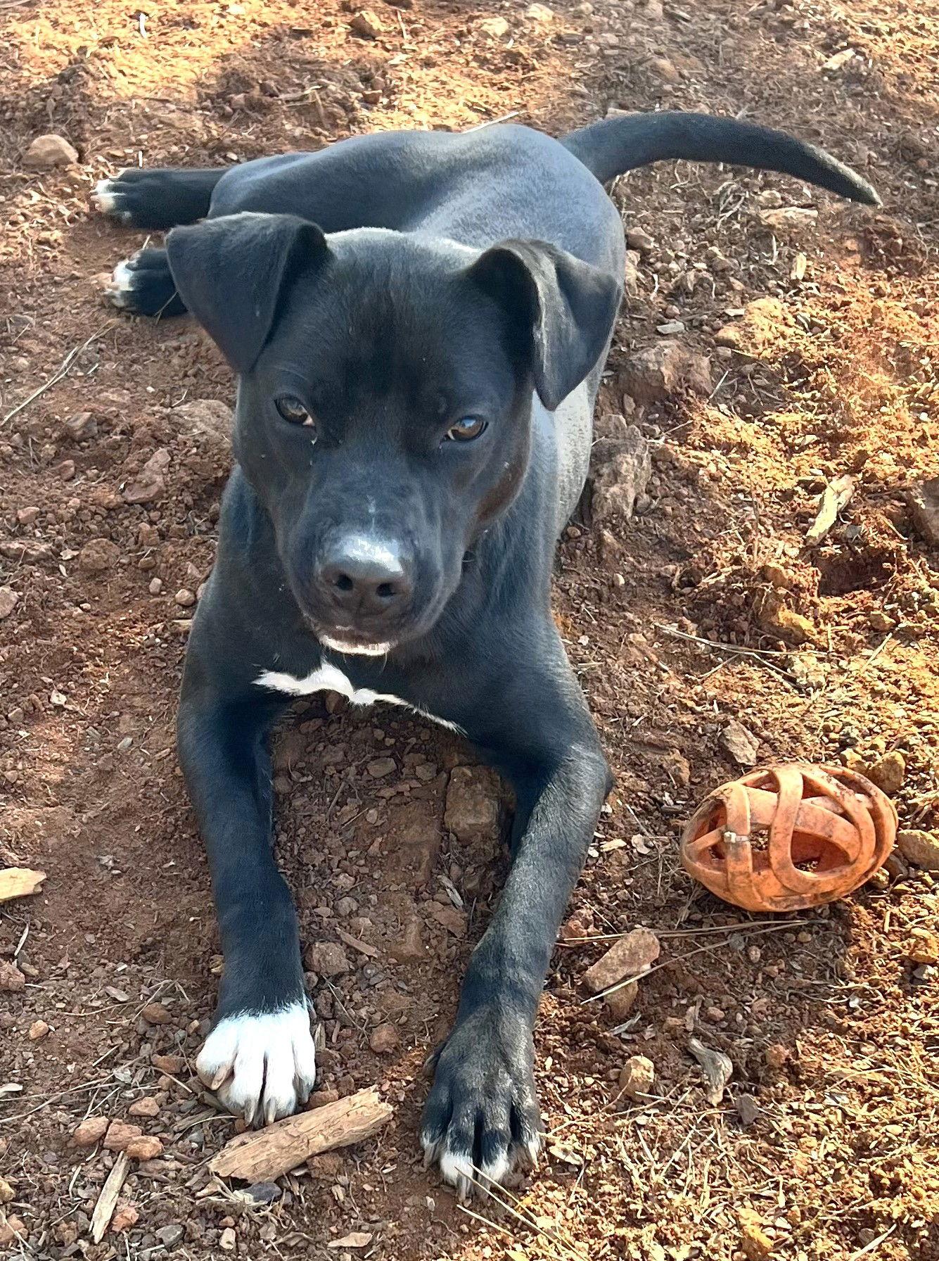 Alvin, a Adoptable mixed breed in Carrollton, GA image 5/6