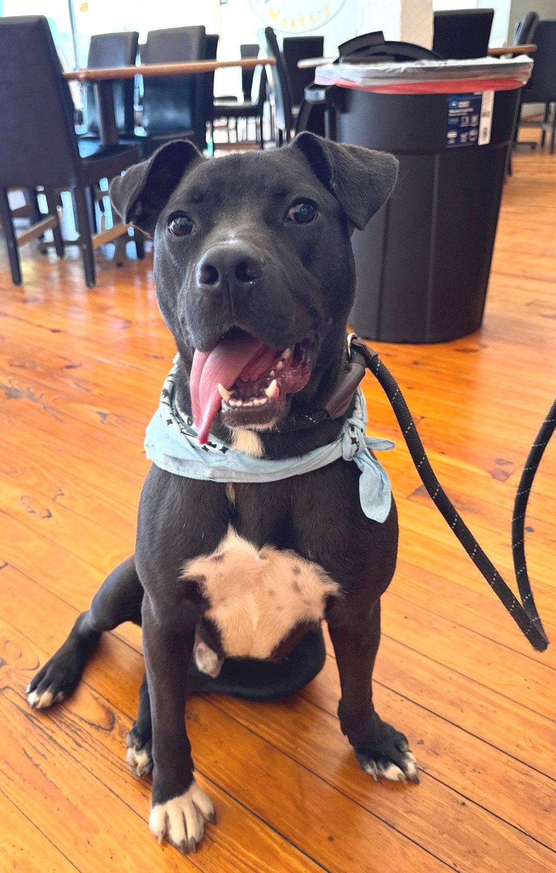 Alvin, a Adoptable mixed breed in Carrollton, GA image 3/3