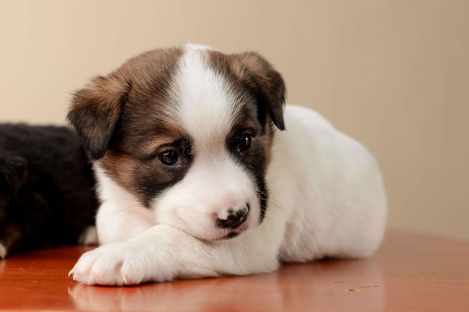 Russet, Adoptable, Puppy Male Shepherd & Labrador Retriever.