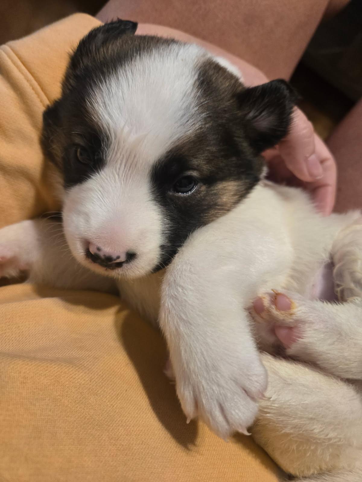 Russet, a Adoptable mixed breed in Garner, NC image 2/3