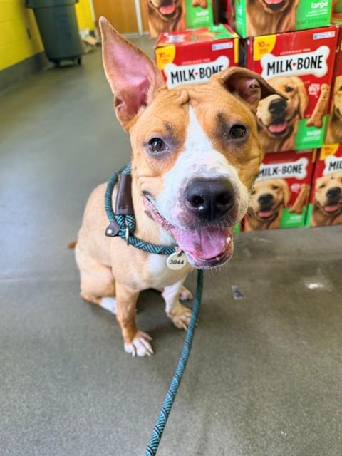 JOY, Adoptable, Adult Female Pit Bull Terrier.