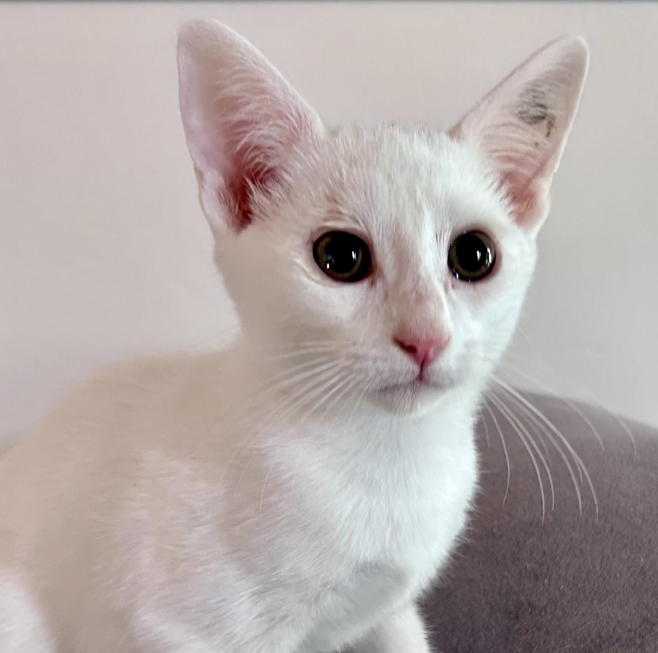 Zephyr, Adoptable, Young Male Domestic Short Hair.