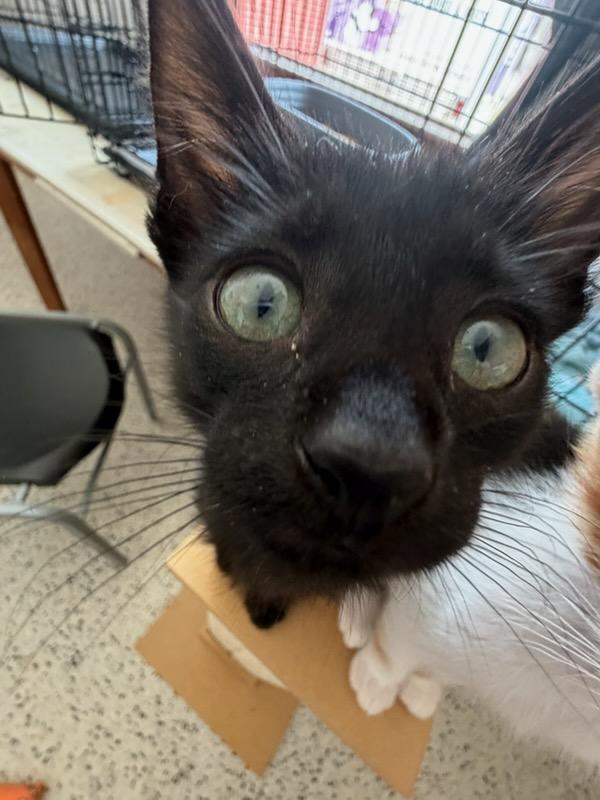 Onyx, a Adoptable Domestic Short Hair in Lafayette, LA image 4/5