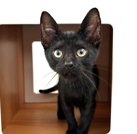 Onyx, Adoptable, Kitten Male Domestic Short Hair.