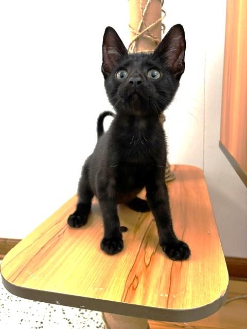 Onyx, a Adoptable Domestic Short Hair in Lafayette, LA image 2/5