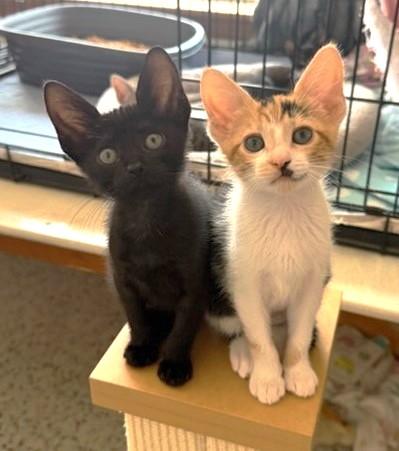 Onyx, a Adoptable Domestic Short Hair in Lafayette, LA image 3/5