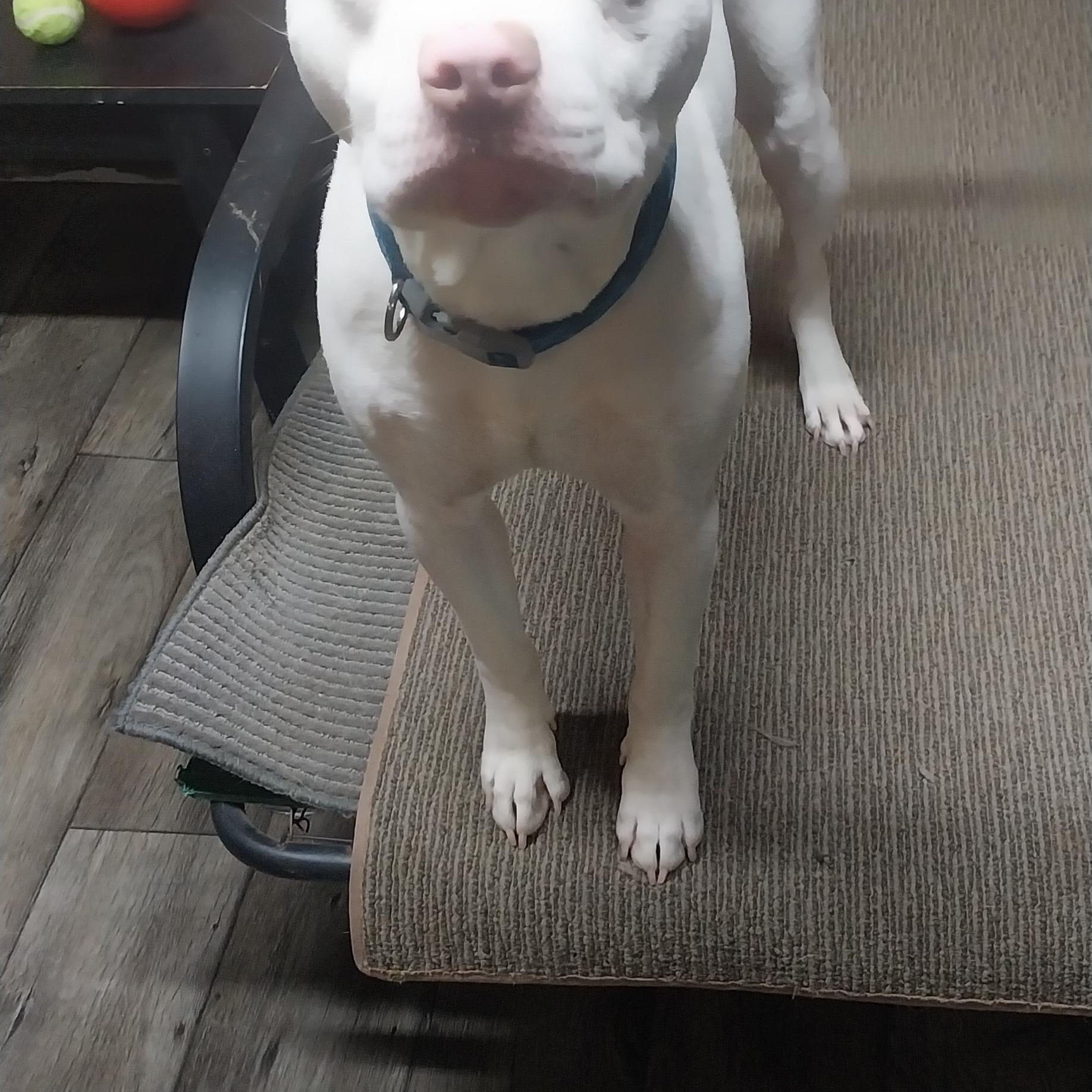 Enlarge VANCE, an adopted Pit Bull Terrier in Louisville, OH image 1/4