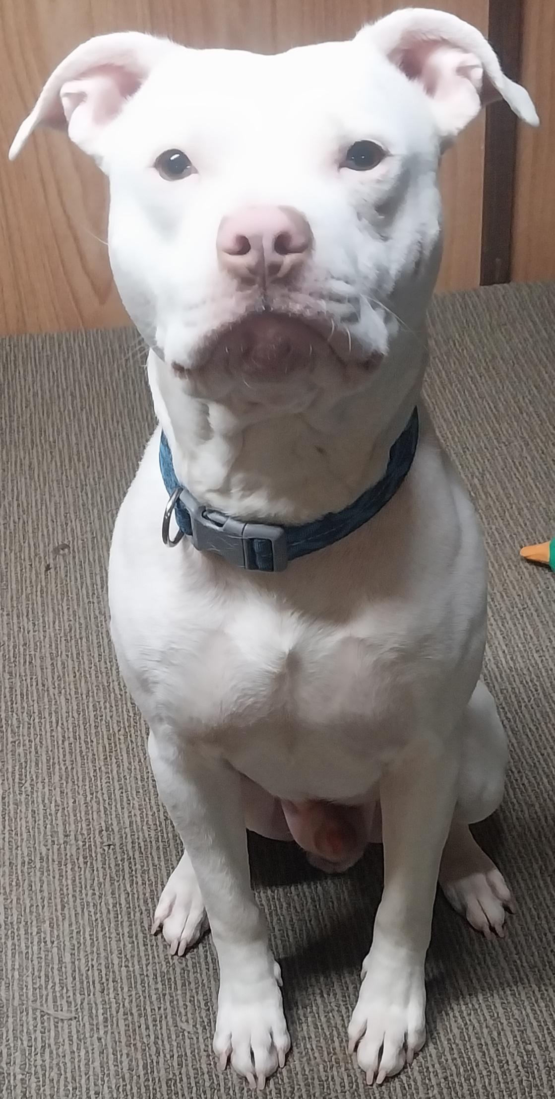 Enlarge VANCE, an adopted Pit Bull Terrier in Louisville, OH image 2/4