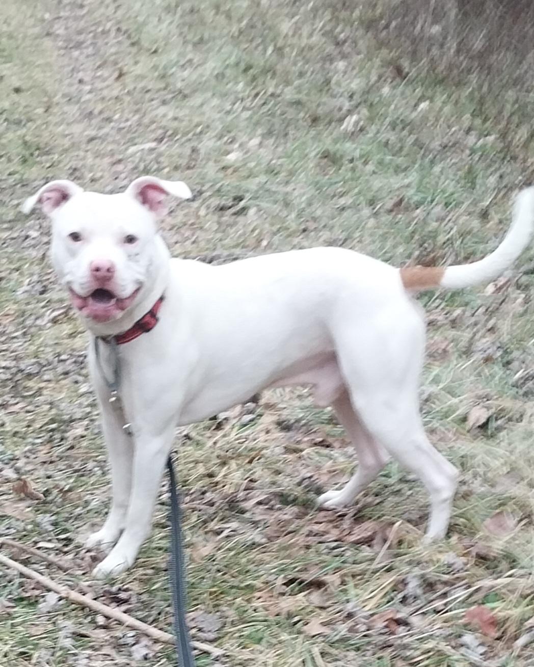 VANCE, ADOPTABLE, Adult Male Pit Bull Terrier.