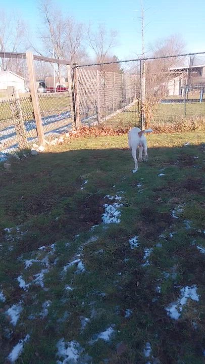 Enlarge VANCE, an adopted Pit Bull Terrier in Louisville, OH video 4/4