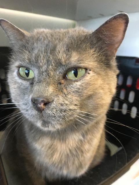 Mittens, Adoptable, Senior Female Domestic Short Hair.