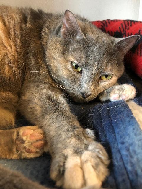 Mittens, a Adoptable mixed breed in Hastings, NE image 2/2