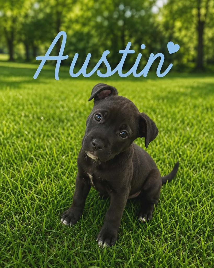 Enlarge Austin, a Adoptable mixed breed in Livingston, LA image 1/2