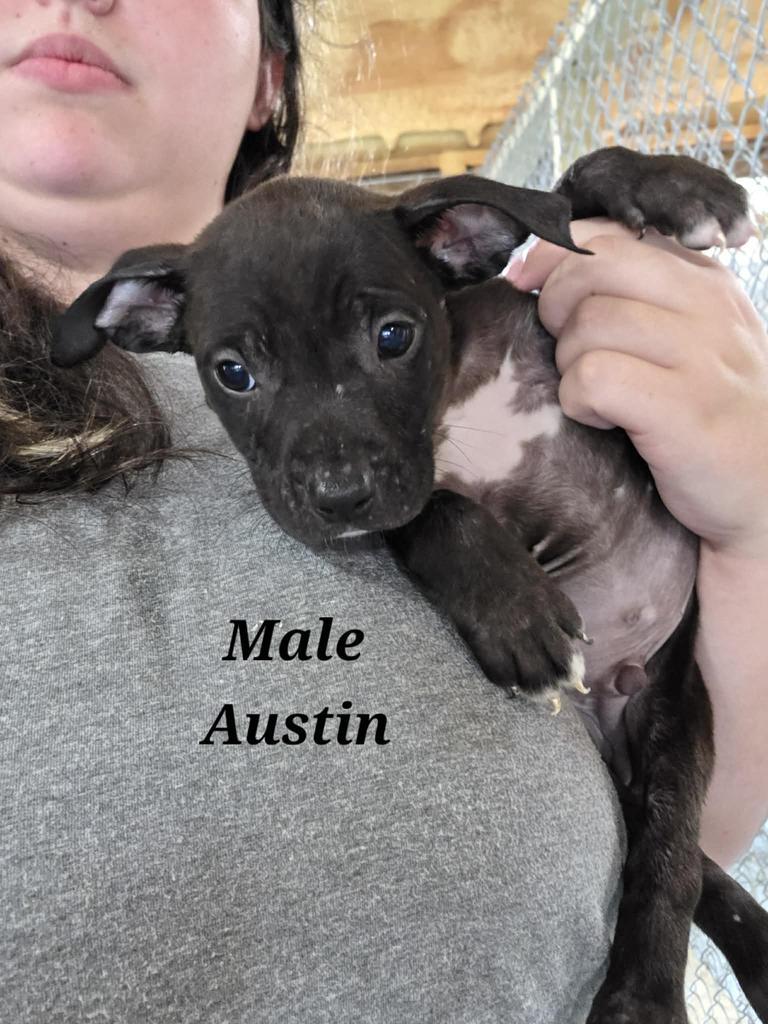 Enlarge Austin, a Adoptable mixed breed in Livingston, LA image 2/2