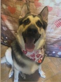 Ace, ADOPTABLE, Adult Male German Shepherd Dog & Husky.