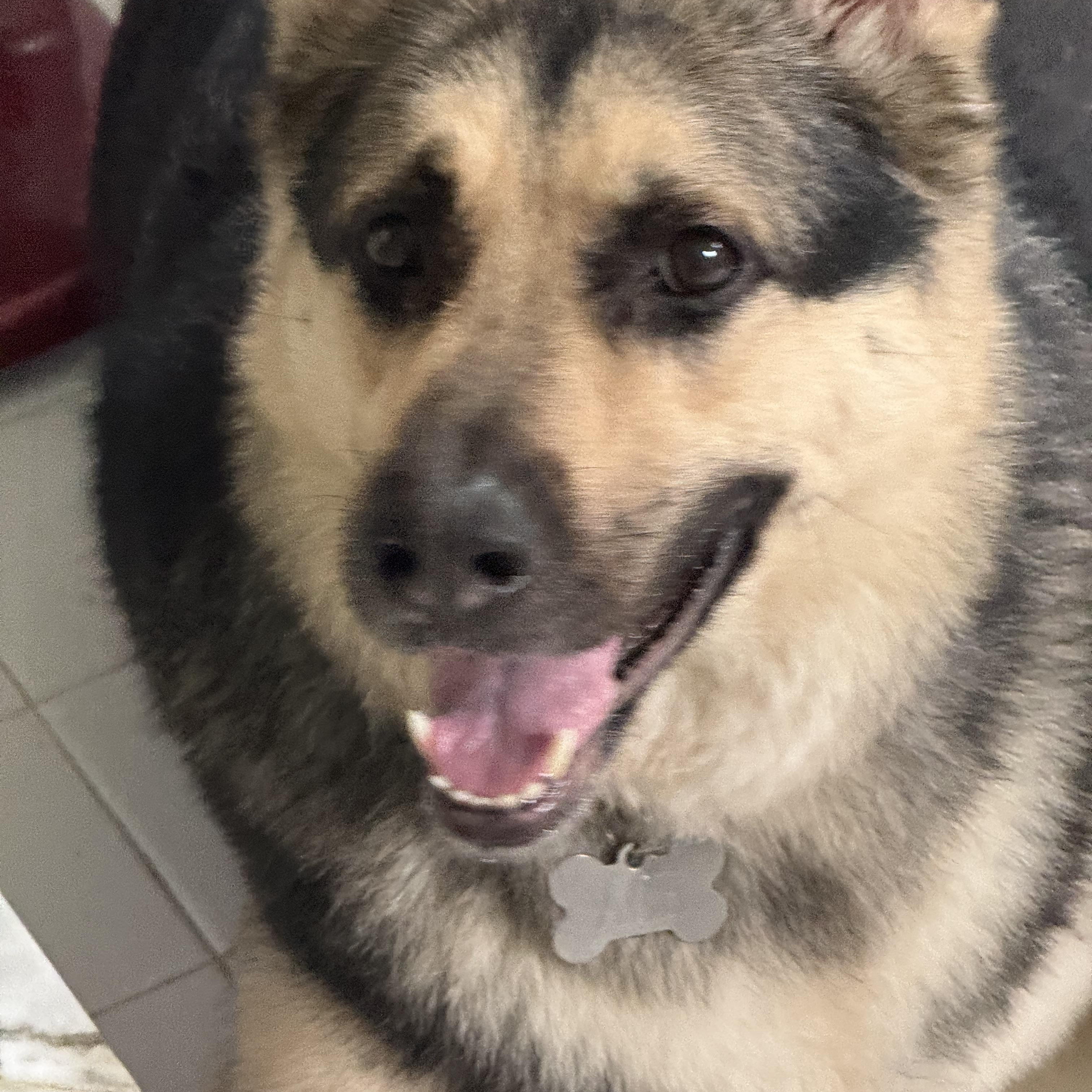 Enlarge Ace, a ADOPTABLE mixed breed in Wingdale, NY image 5/5