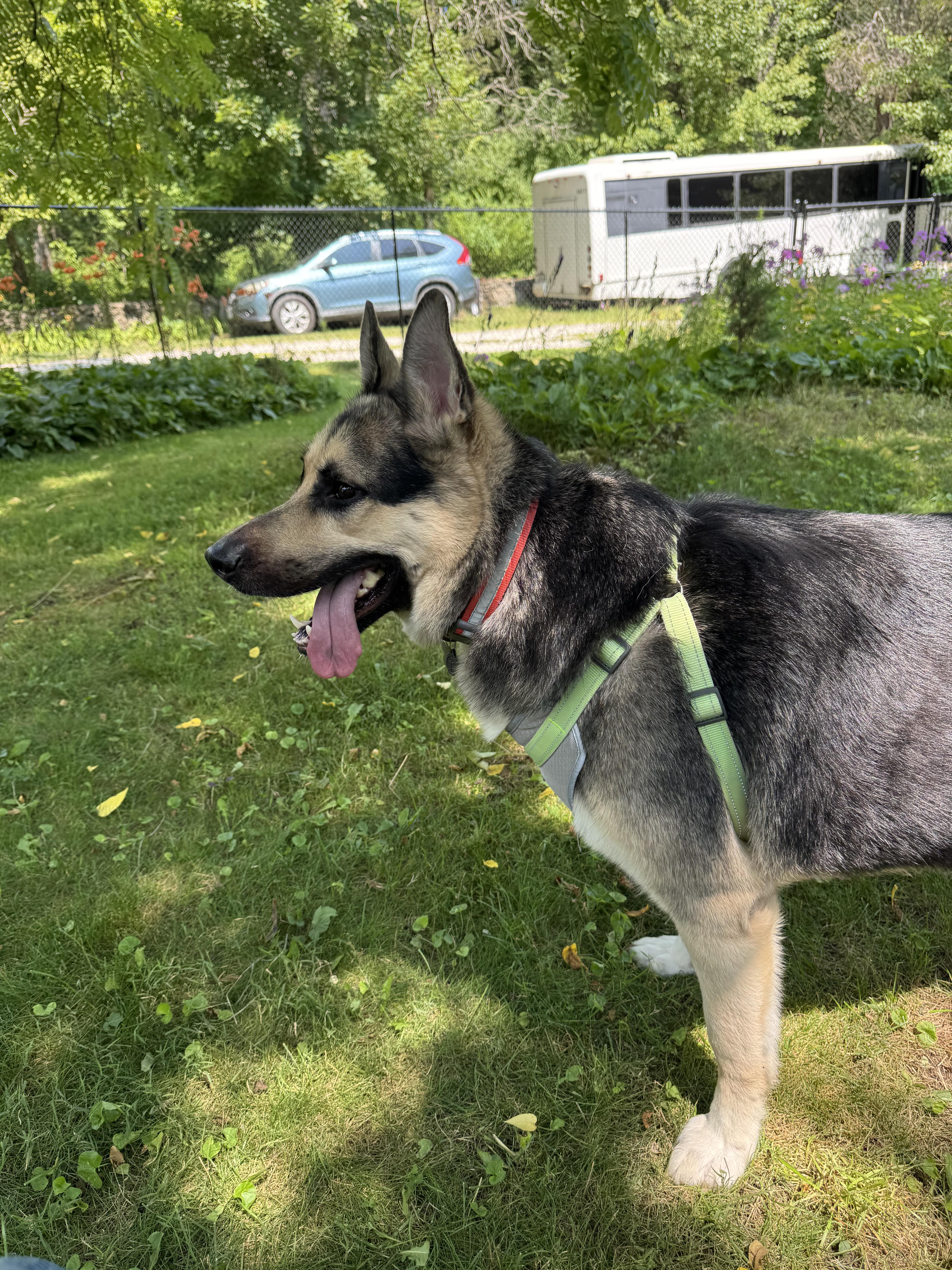 Enlarge Ace, a ADOPTABLE mixed breed in Wingdale, NY image 2/5
