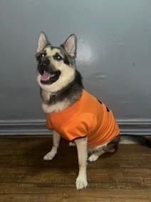 Enlarge Ace, a ADOPTABLE mixed breed in Wingdale, NY image 3/5