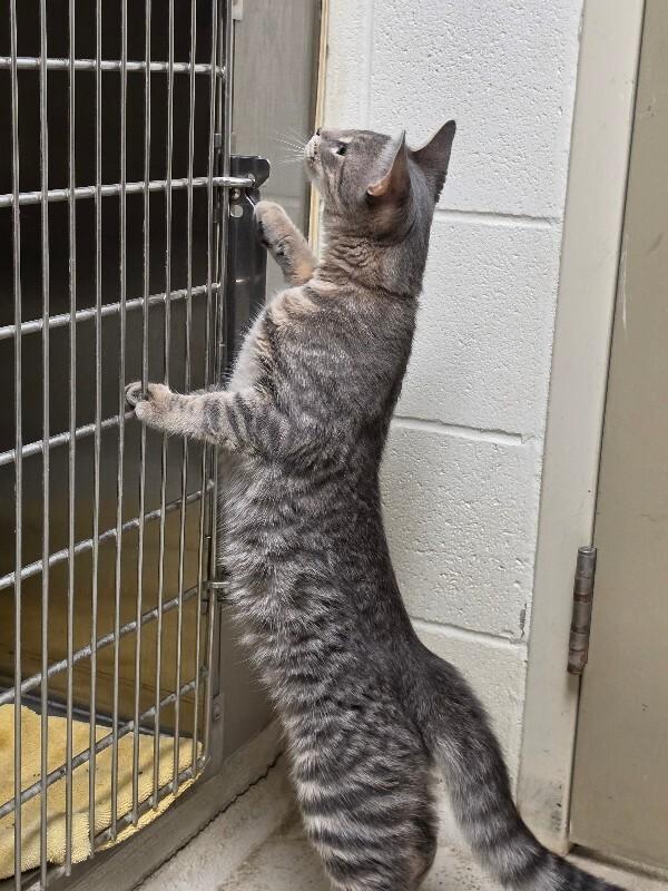 Enlarge Dusty, a Adopted mixed breed in Bluffton, IN image 1/4
