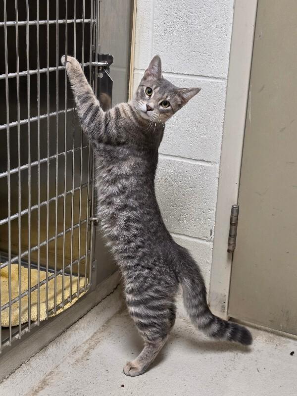 Enlarge Dusty, a Adopted mixed breed in Bluffton, IN image 2/4
