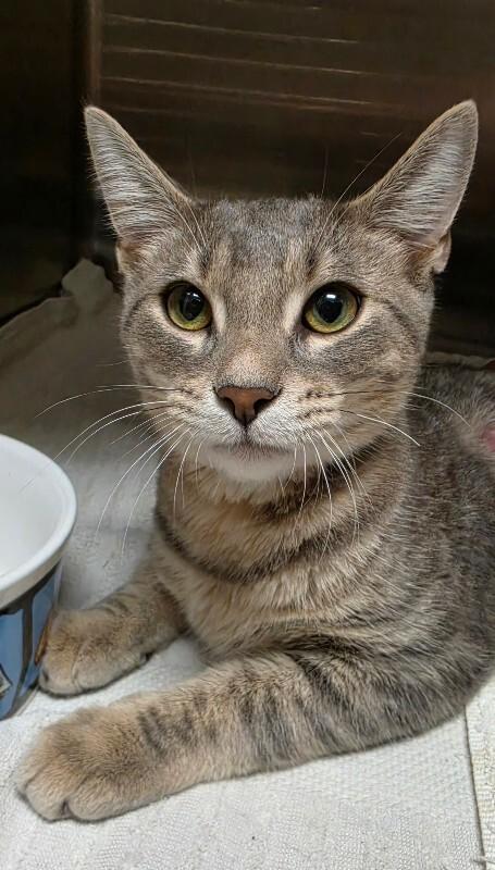 Enlarge Dusty, a Adopted mixed breed in Bluffton, IN image 3/4