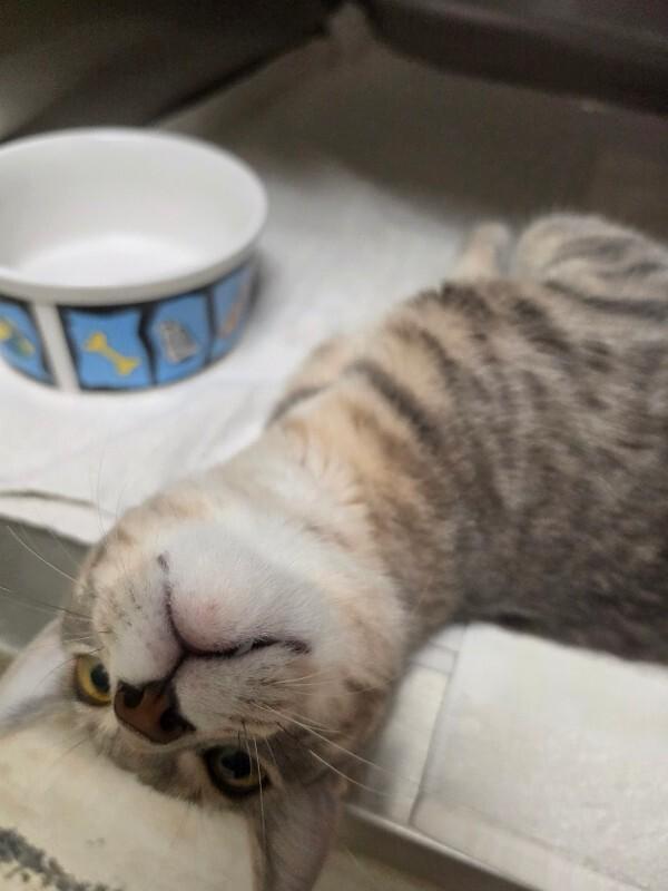 Enlarge Dusty, a Adopted mixed breed in Bluffton, IN image 4/4