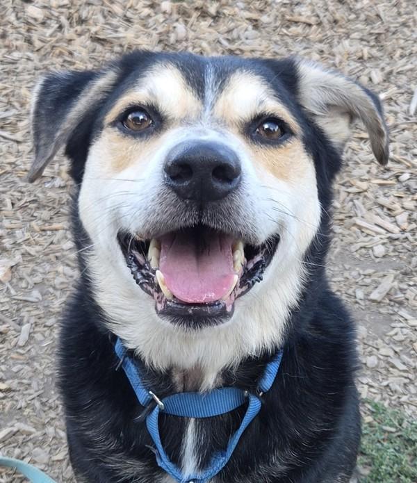 Ronathan, Adoptable, Adult Male Siberian Husky & German Shepherd Dog.