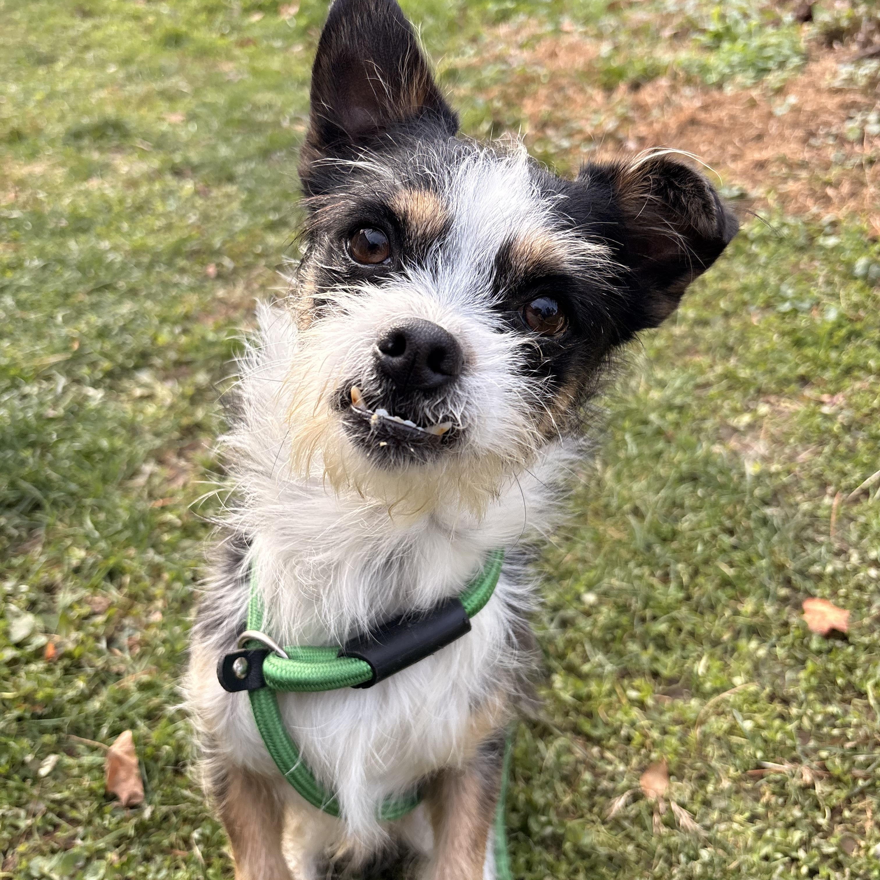 Kodak, Adoptable, Senior Male Shih Tzu & Yorkshire Terrier.