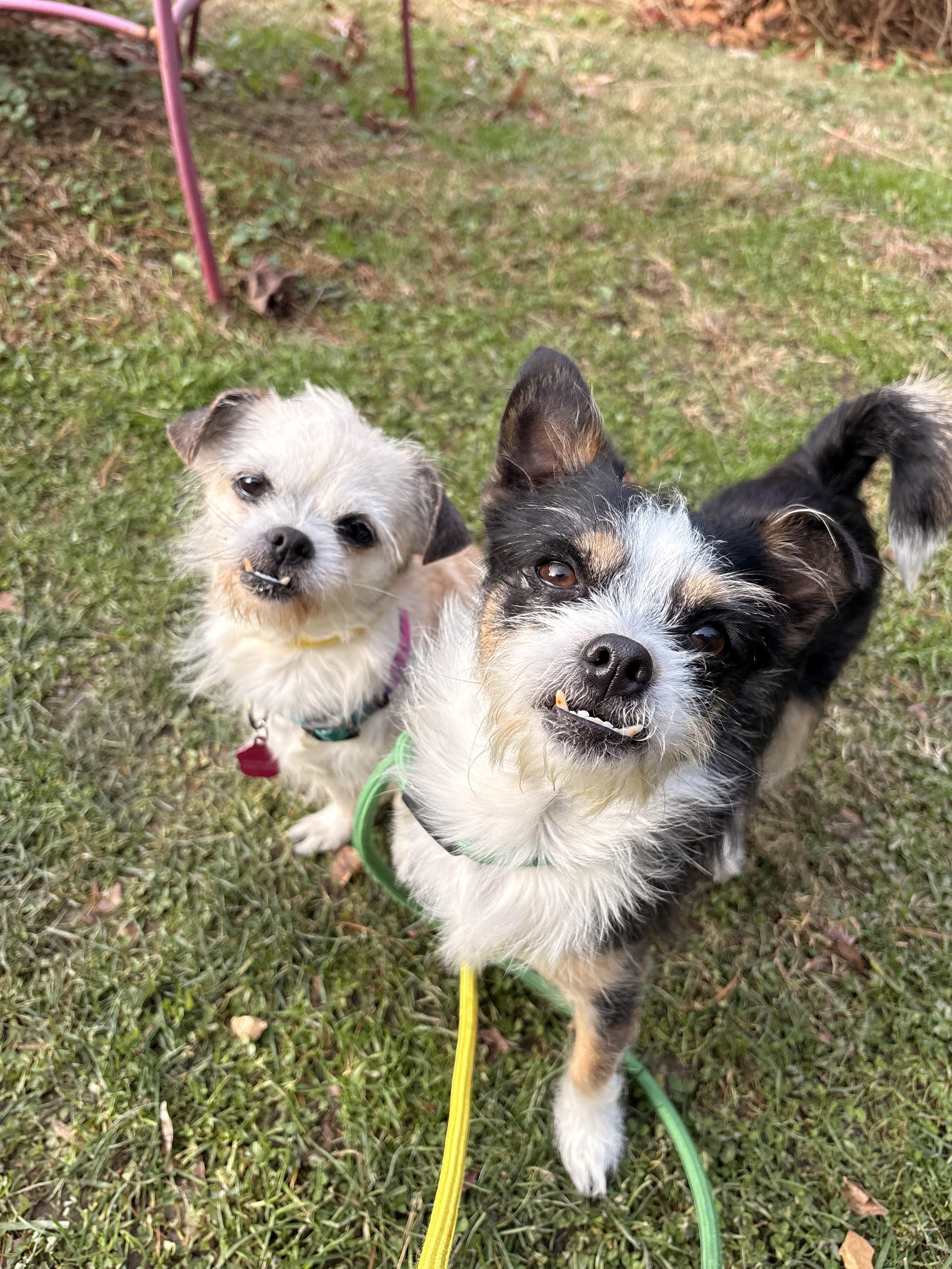 Kodak, a Adoptable mixed breed in White Oak, PA image 2/6